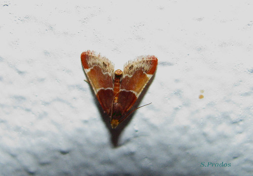 Falena nuovo per identificare